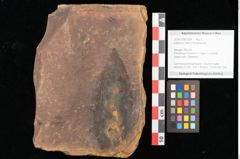 Foto (Objekt + Etikett) von Ulmus plurinervia, Unger (NHMW-GEO-2024-0188-0994)